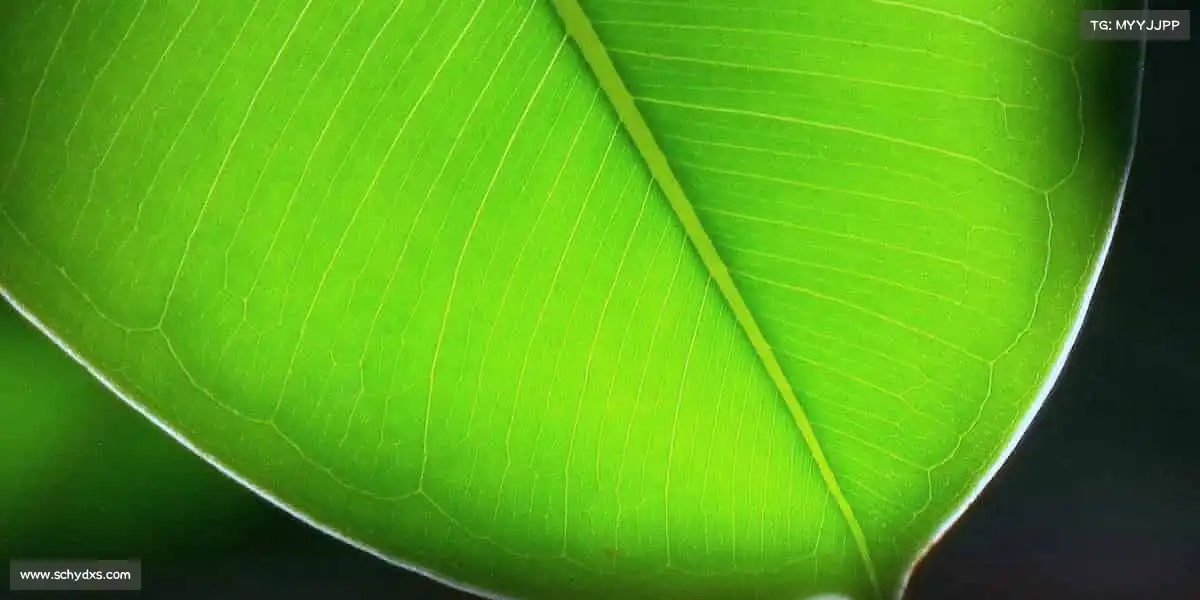 <strong>必一运动</strong>🎾从菜鸟到高手，只差一次勇敢开始 —— 这里，见证你的蜕变！